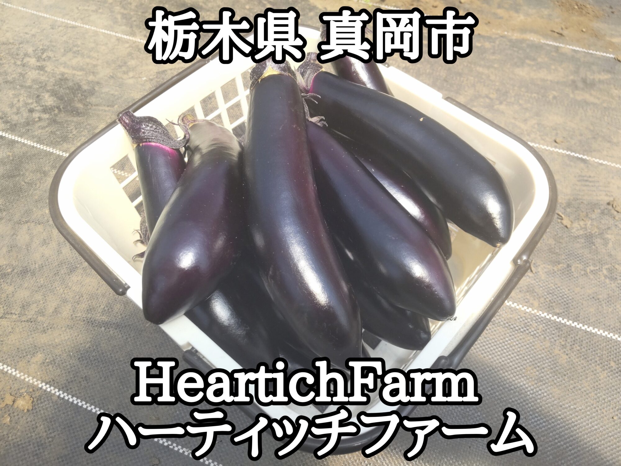 【栃木県】【真岡市】「HeartichFarm　ハーティッチファーム」茄子狩り初体験